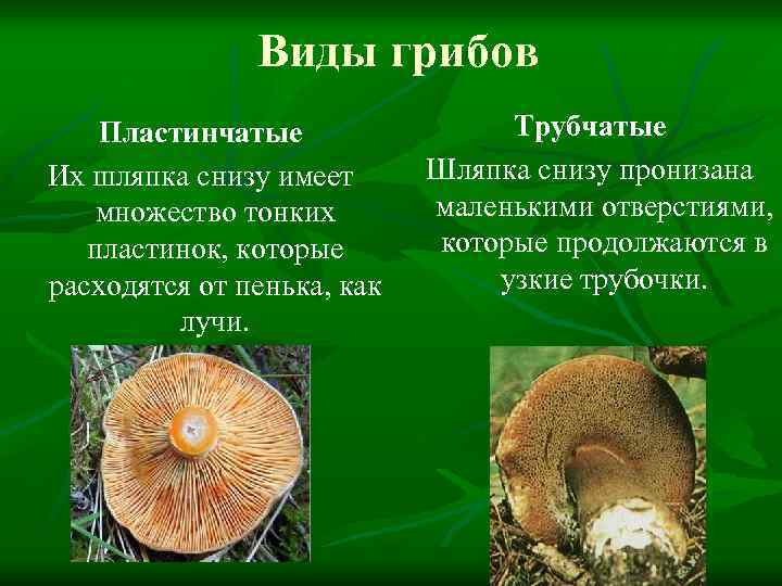 Таблица особенности строения пластинчатый гриб трубчатый гриб. Грибы Шляпочные и трубчатые. Грибы пластинчатые и трубчатые съедобные. Пластинчатые грибы строение шляпки снизу.