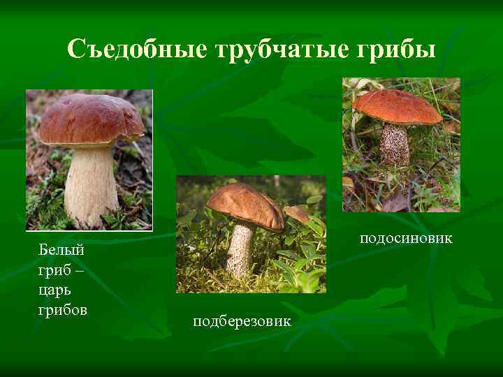 Белый гриб относится к съедобным трубчатым. Подосиновик подберезовик гриб трубчатый. Трубчатые грибы съедобные. Ядовитые трубчатые грибы. Съедобные трубчатые грибы названия.