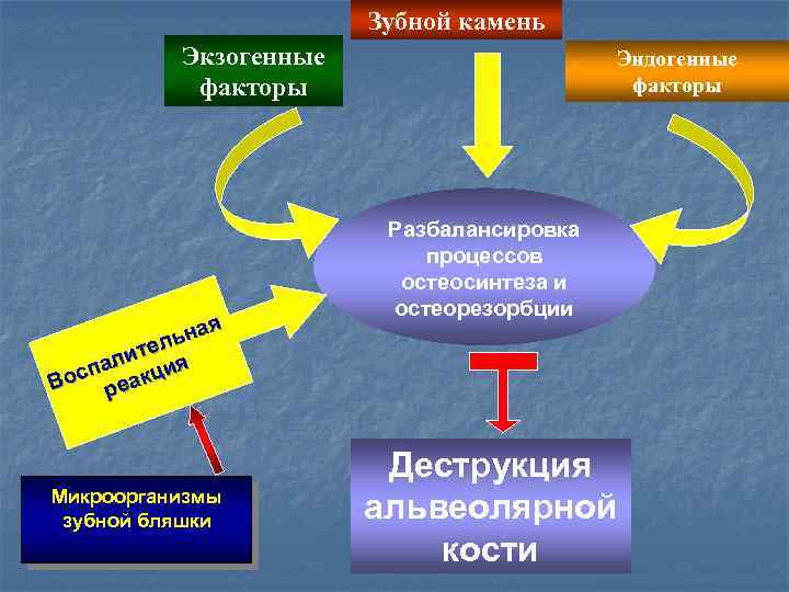 Зубной камень Экзогенные факторы я ьна л ите я л спа акци Во ре