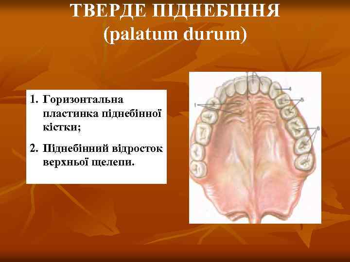 ТВЕРДЕ ПІДНЕБІННЯ (palatum durum) 1. Горизонтальна пластинка піднебінної кістки; 2. Піднебінний відросток верхньої щелепи.