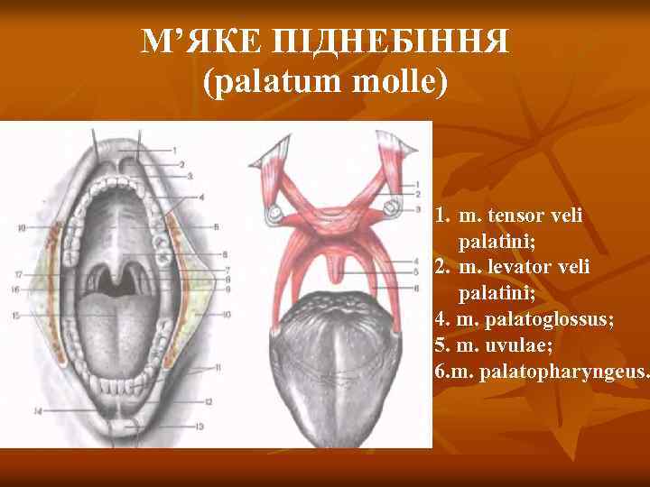 М’ЯКЕ ПІДНЕБІННЯ (palatum molle) 1. m. tensor veli palatini; 2. m. levator veli palatini;