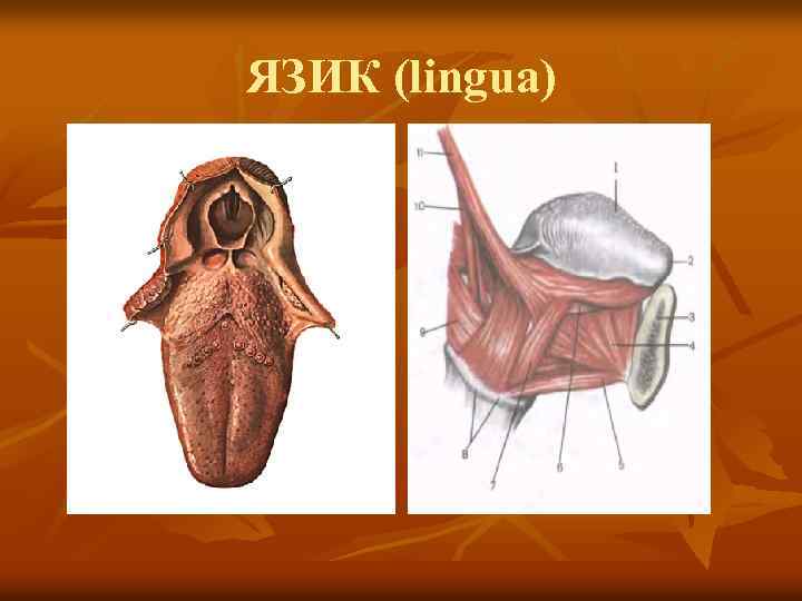 ЯЗИК (lingua) 