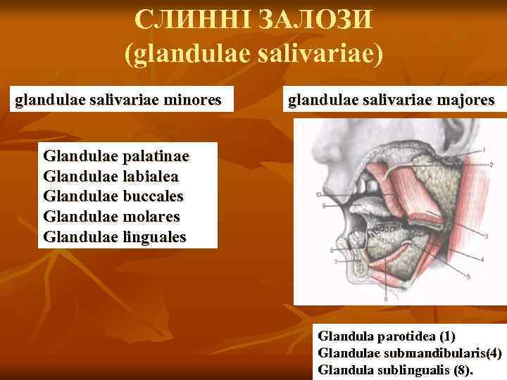 CЛИННІ ЗАЛОЗИ (glandulae salivariae) glandulae salivariae minores glandulae salivariae majores Glandulae palatinae Glandulae labialea