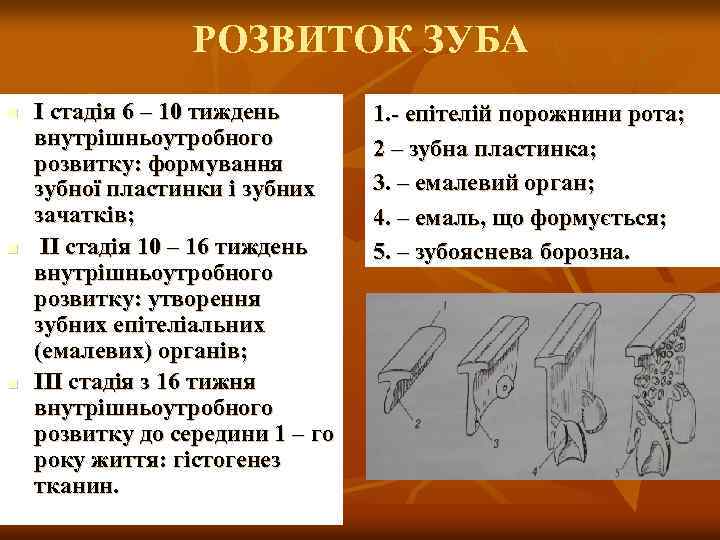 РОЗВИТОК ЗУБА n n n І стадія 6 – 10 тиждень внутрішньоутробного розвитку: формування