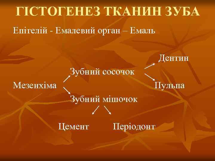 ГІСТОГЕНЕЗ ТКАНИН ЗУБА Епітелій - Емалевий орган – Емаль Дентин Зубний сосочок Мезенхіма Пульпа