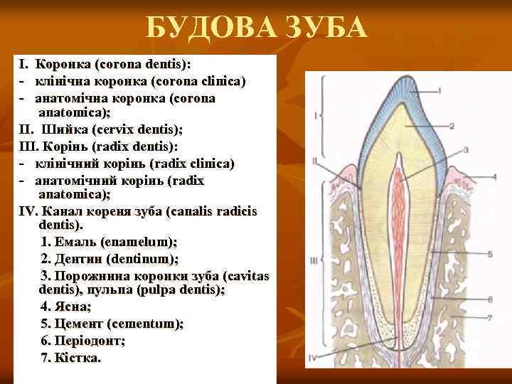 БУДОВА ЗУБА І. Коронка (corona dentis): - клінічна коронка (corona clinica) - анатомічна коронка