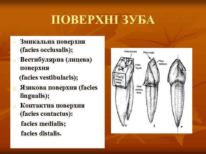 ПОВЕРХНІ ЗУБА n n Змикальна поверхня (facies occlusalis); Вестибулярна (лицева) поверхня (facies vestibularis); Язикова