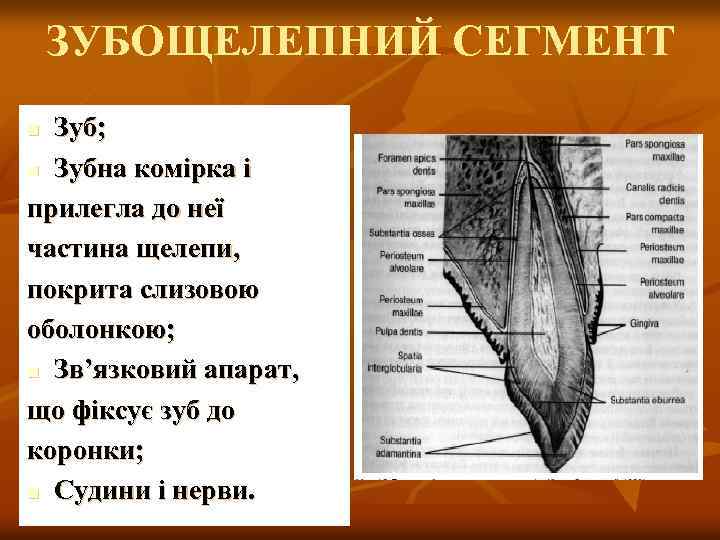 ЗУБОЩЕЛЕПНИЙ СЕГМЕНТ Зуб; n Зубна комірка і прилегла до неї частина щелепи, покрита слизовою