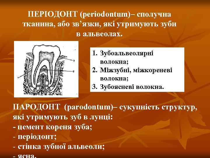 ПЕРІОДОНТ (periodontum)– сполучна тканина, або зв’язки, які утримують зуби в альвеолах. 1. Зубоальвеолярні волокна;