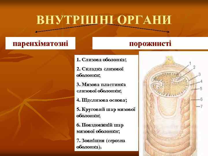 ВНУТРІШНІ ОРГАНИ паренхіматозні порожнисті 1. Слизова оболонка; 2. Складка слизової оболонки; 3. Мязова пластинка