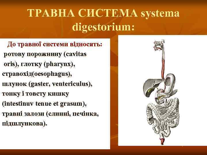 ТРАВНА СИСТЕМА systema digestorium: До травної системи відносять: ротову порожнину (cavitas oris), глотку (pharynx),