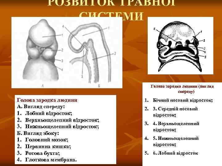 РОЗВИТОК ТРАВНОЇ СИСТЕМИ Голова зародка людини (вигляд спереду) Голова зародка людини А. Вигляд спереду: