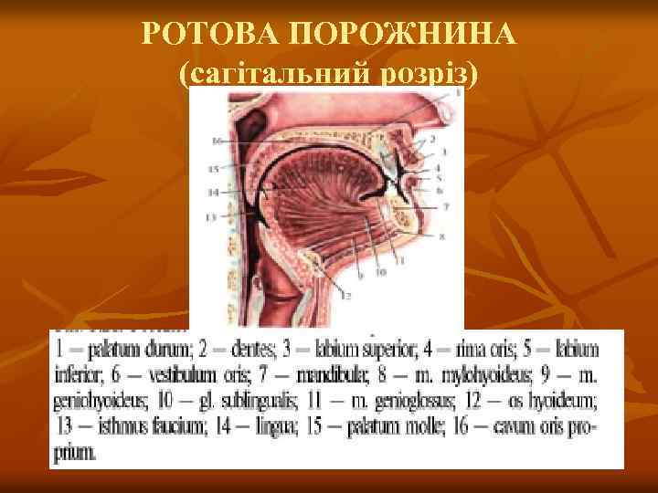 РОТОВА ПОРОЖНИНА (сагітальний розріз) 