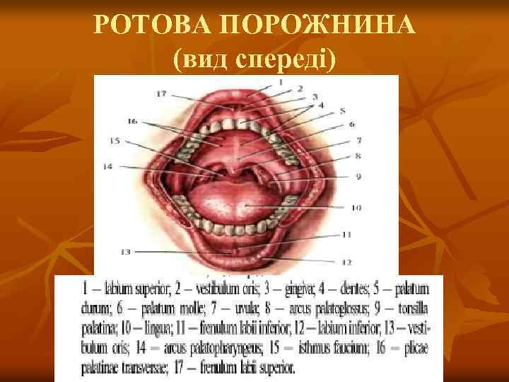 РОТОВА ПОРОЖНИНА (вид спереді) 