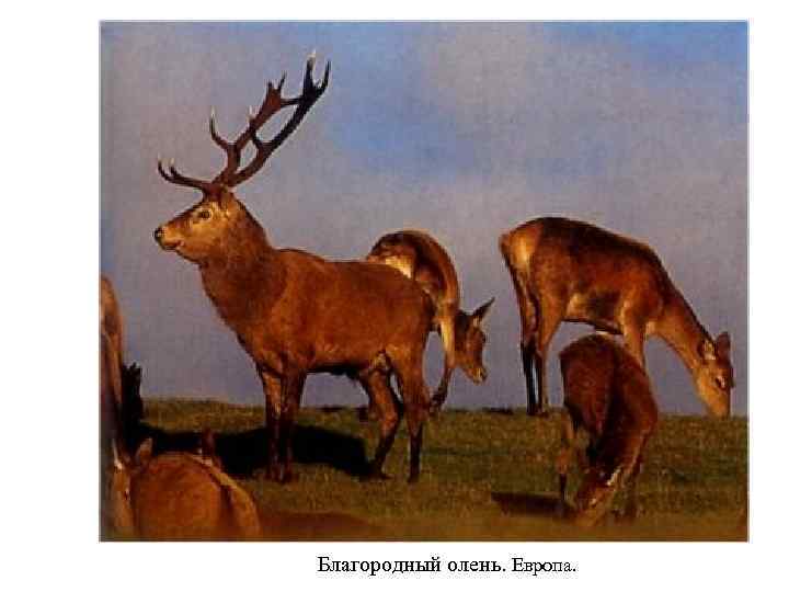 Благородный олень. Европа. 