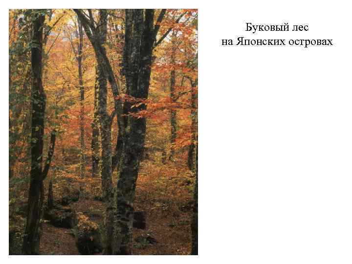 Буковый лес на Японских островах 