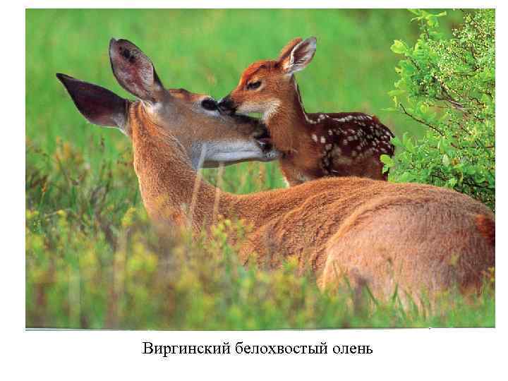 Виргинский белохвостый олень 