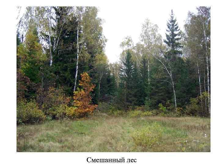 Смешанный лес 