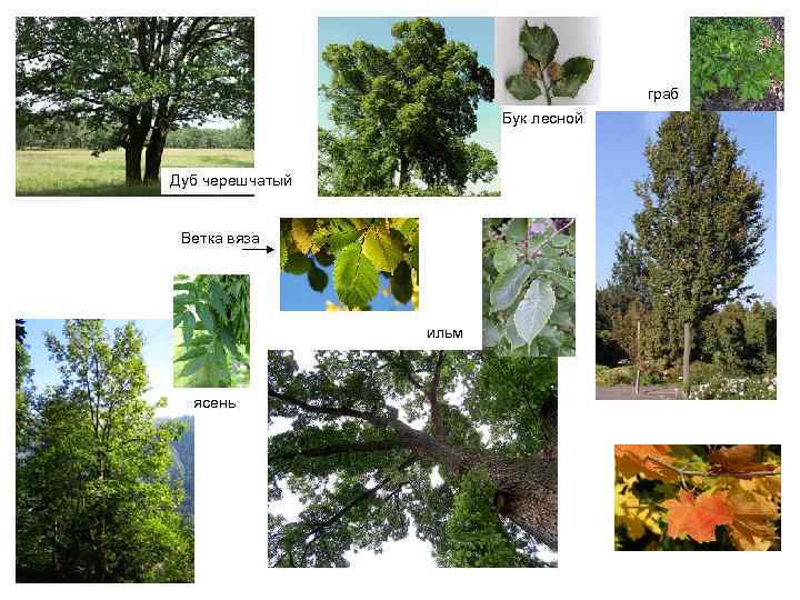 граб Бук лесной Дуб черешчатый Ветка вяза ильм ясень 