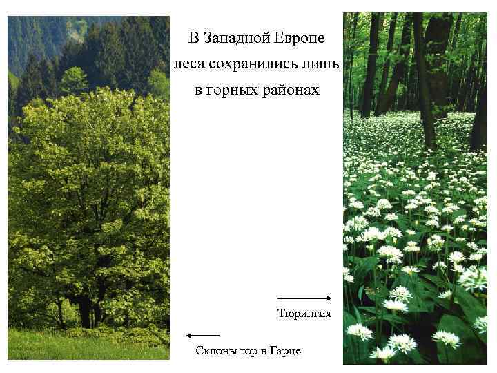 В Западной Европе леса сохранились лишь в горных районах Тюрингия Склоны гор в Гарце