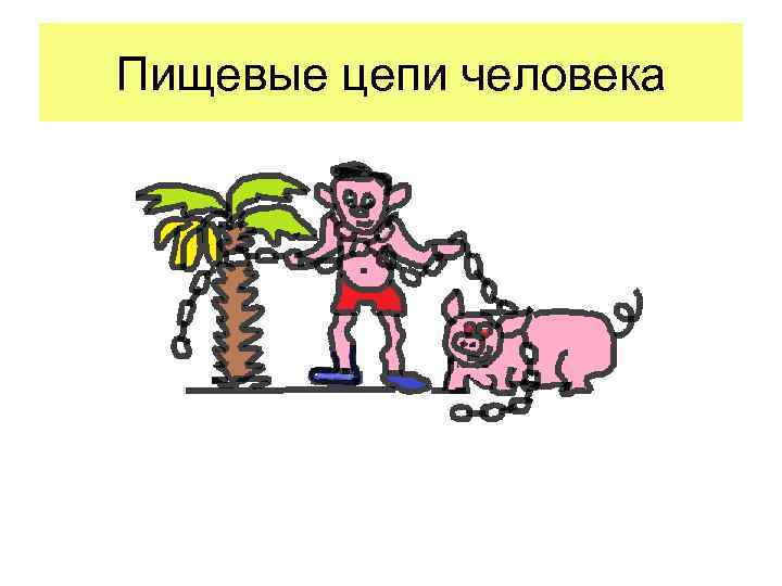 Пищевые цепи человека 