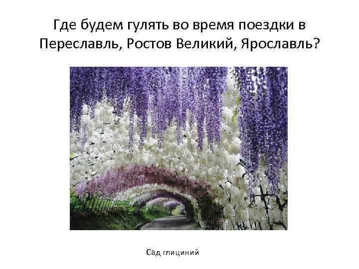 Где будем гулять во время поездки в Переславль, Ростов Великий, Ярославль? Сад глициний 