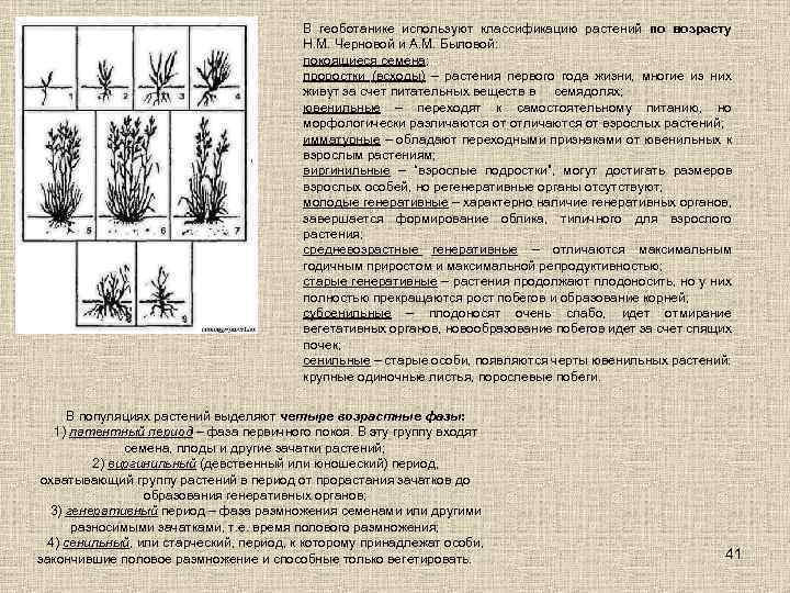В геоботанике используют классификацию растений по возрасту Н. М. Черновой и А. М. Быловой: