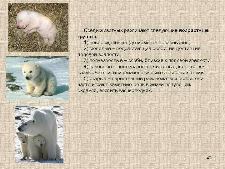 Среди животных различают следующие возрастные группы: 1) новорожденные (до момента прозревания); 2) молодые –