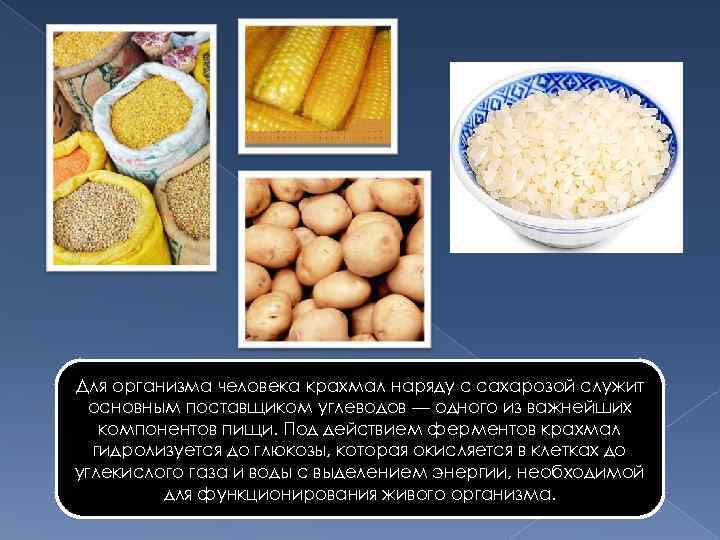 Для организма человека крахмал наряду с сахарозой служит  основным поставщиком углеводов — одного