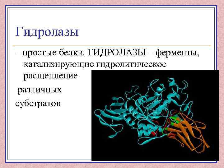 Гидролитические ферменты