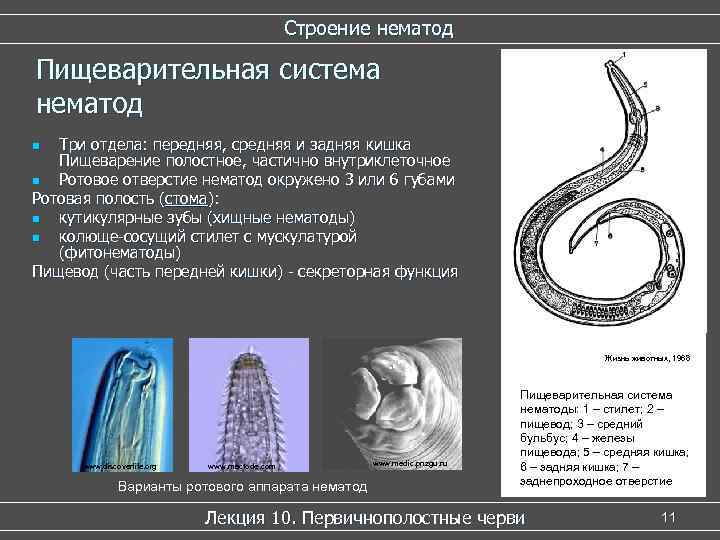 Строение нематод Пищеварительная система нематод Три отдела: передняя, средняя и задняя кишка Пищеварение полостное,