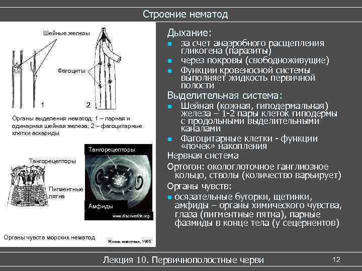 Строение нематод Дыхание: Шейные железы n n Фагоциты 1 n Выделительная система: 2 Шейная