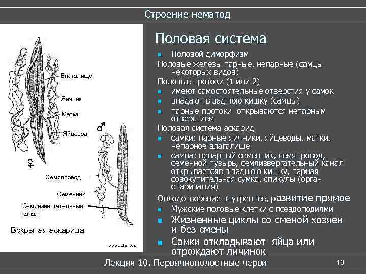 Строение нематод Половая система Половой диморфизм Половые железы парные, непарные (самцы некоторых видов) Половые