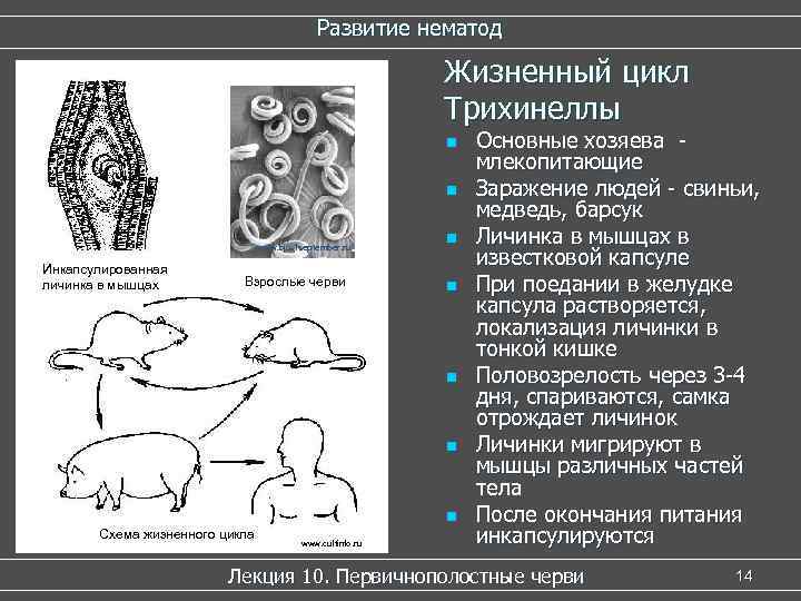 Развитие нематод Жизненный цикл Трихинеллы n n www. bio. 1 september. ru www. bio.