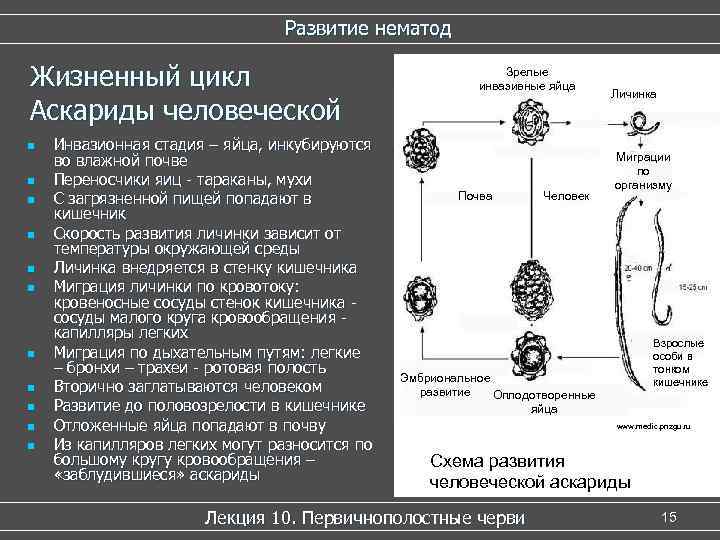 Развитие нематод Жизненный цикл Аскариды человеческой n n n Инвазионная стадия – яйца, инкубируются