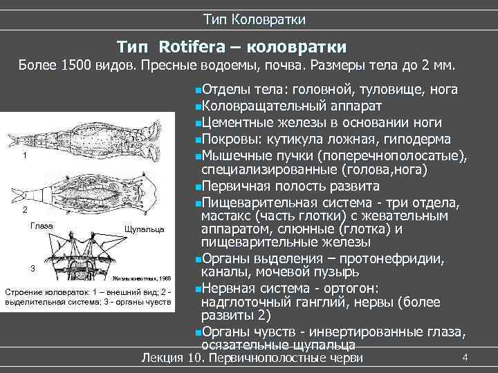 Тип Коловратки Тип Rotifera – коловратки Более 1500 видов. Пресные водоемы, почва. Размеры тела