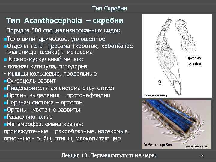 Тип Скребни Тип Acanthocephala – скребни Порядка 500 специализированных видов. n. Тело цилиндрическое, уплощенное