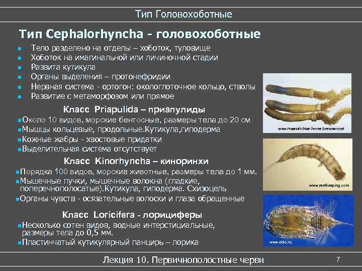 Тип Головохоботные Тип Cephalorhyncha - головохоботные n n n Тело разделено на отделы –