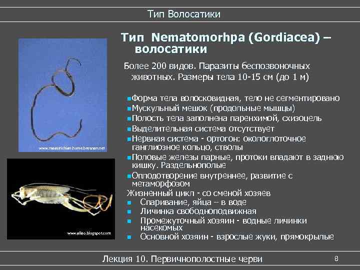 Тип Волосатики Тип Nematomorhpa (Gordiacea) – волосатики Более 200 видов. Паразиты беспозвоночных животных. Размеры