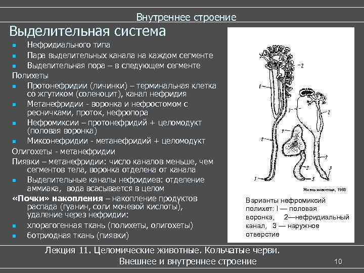 Внутреннее строение Выделительная система Нефридиального типа n Пара выделительных канала на каждом сегменте n