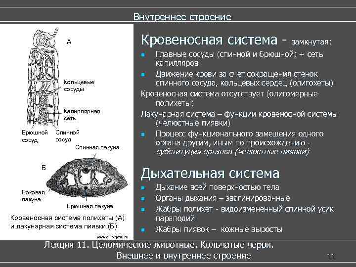 Внутреннее строение Кровеносная система - замкнутая: А Главные сосуды (спинной и брюшной) + сеть
