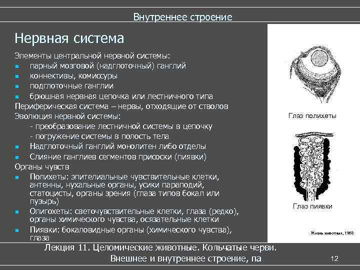 Внутреннее строение Нервная система Элементы центральной нервной системы: n парный мозговой (надглоточный) ганглий n