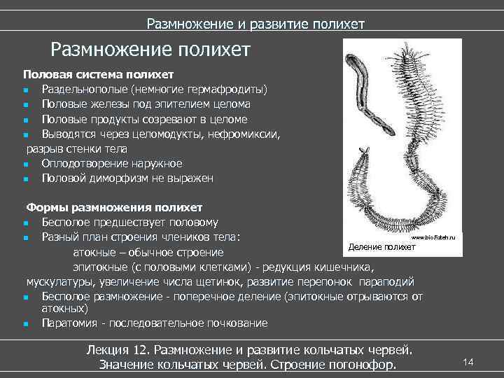Размножение и развитие полихет Размножение полихет Половая система полихет n Раздельнополые (немногие гермафродиты) n