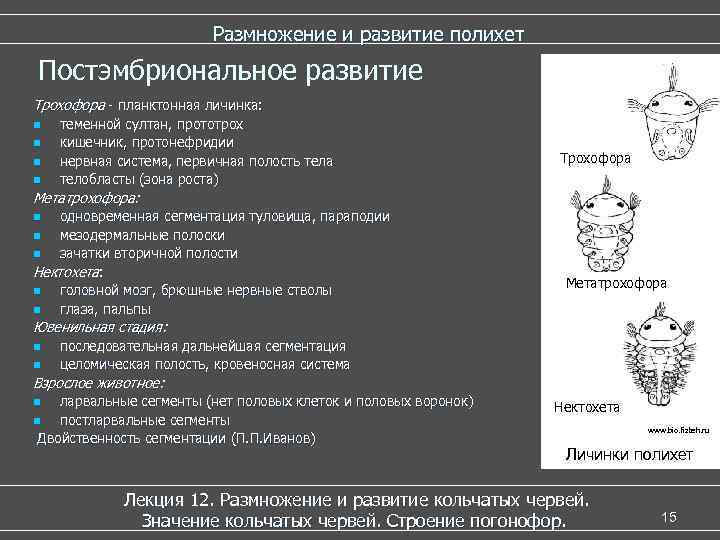 Размножение и развитие полихет Постэмбриональное развитие Трохофора - планктонная личинка: n n теменной султан,