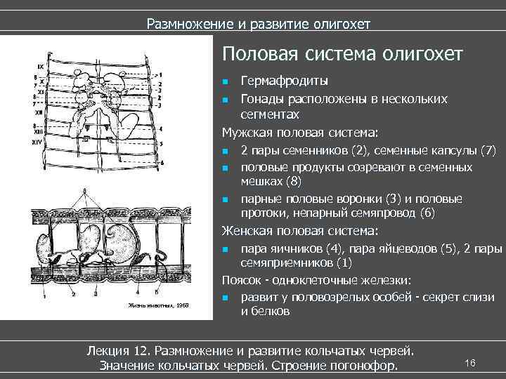 Размножение и развитие олигохет Половая система олигохет Гермафродиты n Гонады расположены в нескольких сегментах