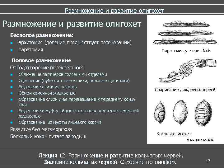 Размножение и развитие олигохет Бесполое размножение: n архитомия (деление предшествует регенерации) n паратомия Паратомия