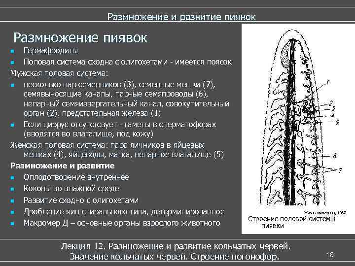 Размножение и развитие пиявок Размножение пиявок Гермафродиты n Половая система сходна с олигохетами -