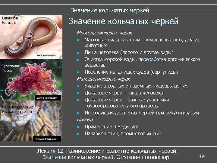 Значение кольчатых червей Lumbricus terrestris Многощетинковые черви n www. zooeco. com n n Трубочник