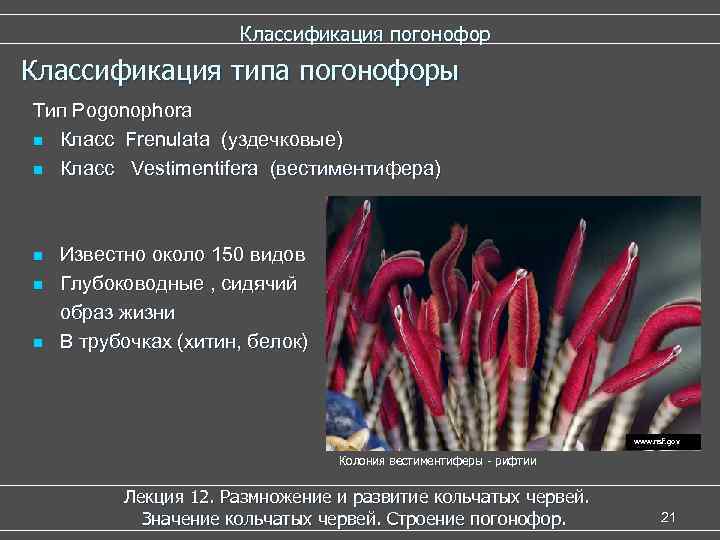 Классификация погонофор Классификация типа погонофоры Тип Pogonophora n Класс Frenulata (уздечковые) n Класс Vestimentifera