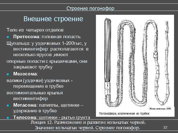 Строение погонофор Внешнее строение Тело из четырех отделов n Протосома: головная лопасть Щупальца: у